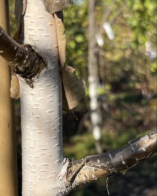 How Old Do Birch Trees Get - Average Lifespan Of A Birch Tree