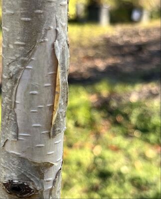 How to Grow and Care for a Himalayan Birch Tree